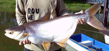 Record photograph for Pangasius polyuranodon